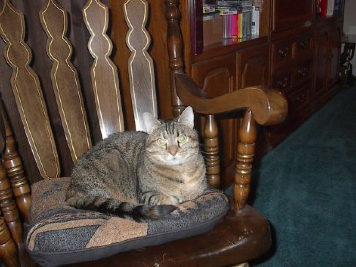 Picture of a cat / kitten / feline