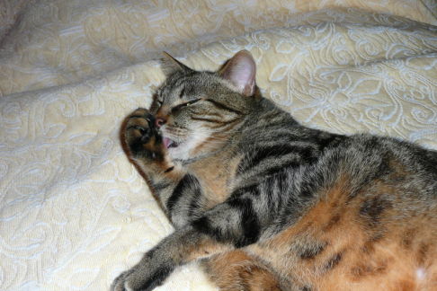 Picture of a cat / kitten / feline