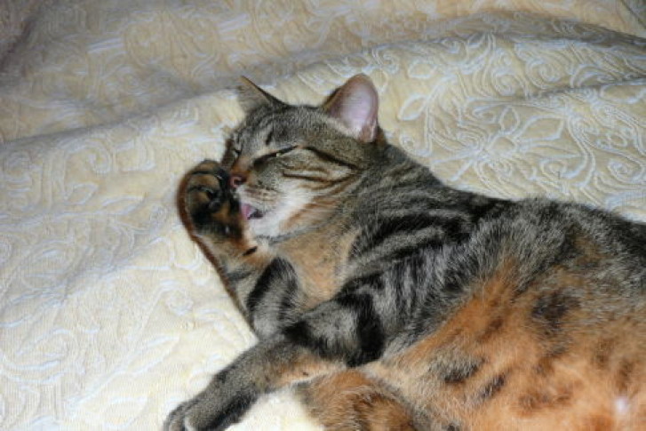 Picture of a cat / kitten / feline