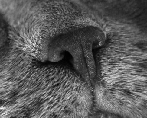 Picture of a cat / kitten / feline