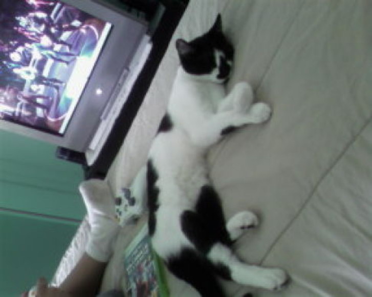 Picture of a cat / kitten / feline