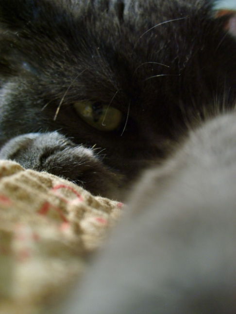 Picture of a cat / kitten / feline