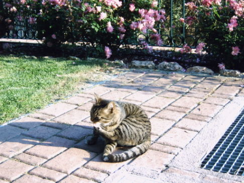 Picture of a cat / kitten / feline