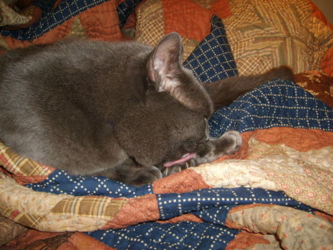 Picture of a cat / kitten / feline