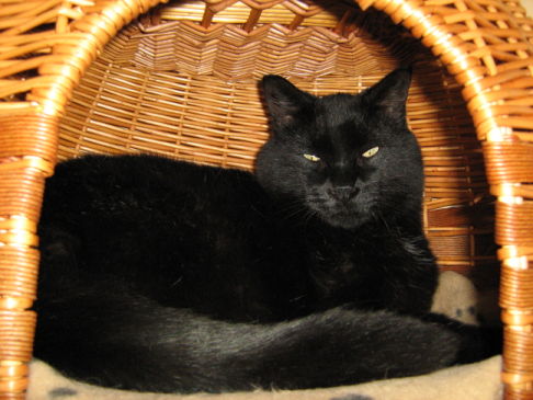 Picture of a cat / kitten / feline