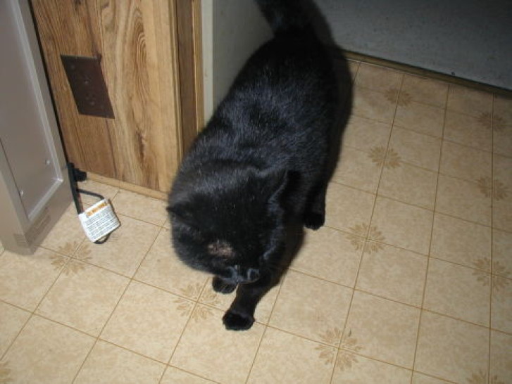 Picture of a cat / kitten / feline