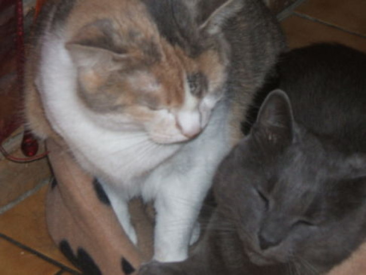 Picture of a cat / kitten / feline