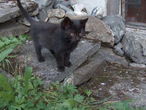 Picture of a cat / kitten / feline