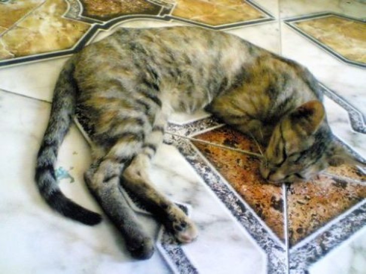 Picture of a cat / kitten / feline