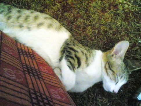 Picture of a cat / kitten / feline