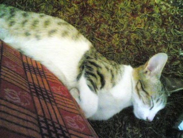 Picture of a cat / kitten / feline