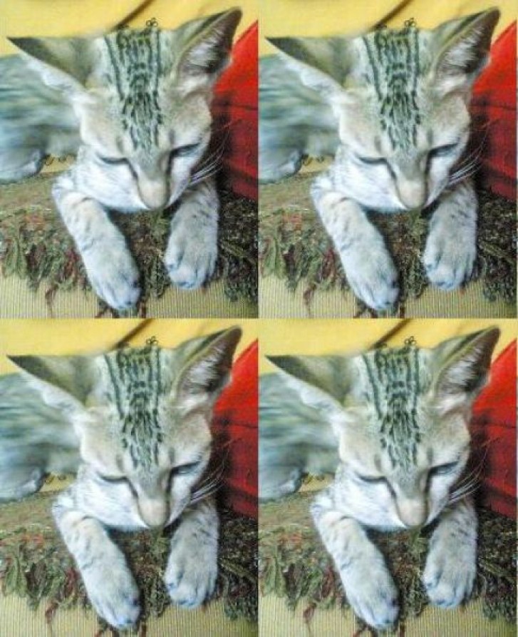 Picture of a cat / kitten / feline