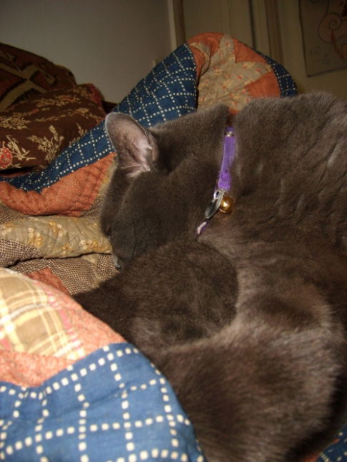 Picture of a cat / kitten / feline