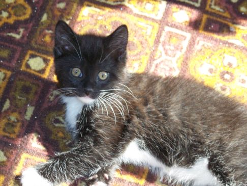 Picture of a cat / kitten / feline