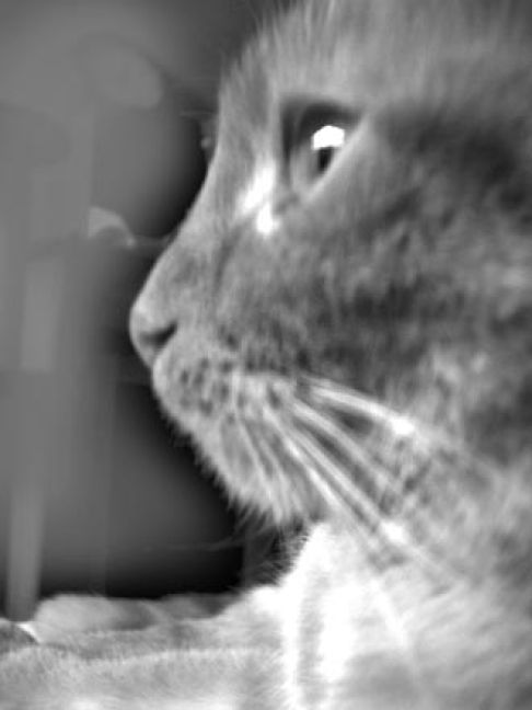 Picture of a cat / kitten / feline