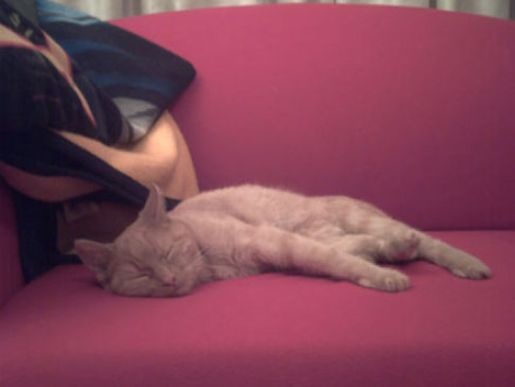 Picture of a cat / kitten / feline