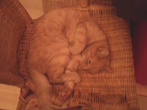 Picture of a cat / kitten / feline