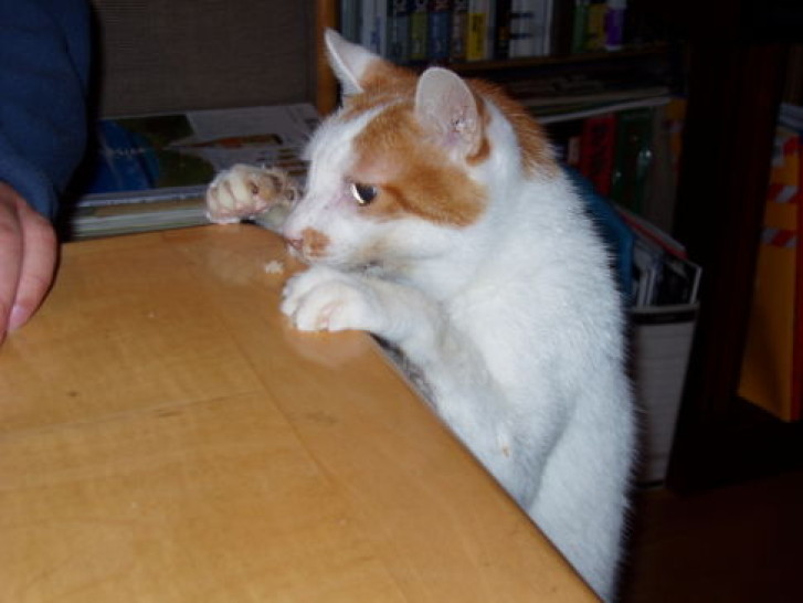 Picture of a cat / kitten / feline