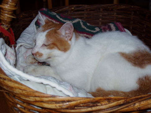 Picture of a cat / kitten / feline