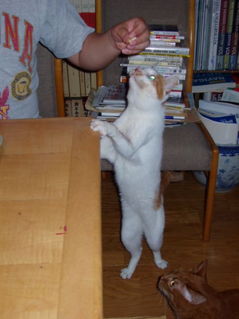 Picture of a cat / kitten / feline