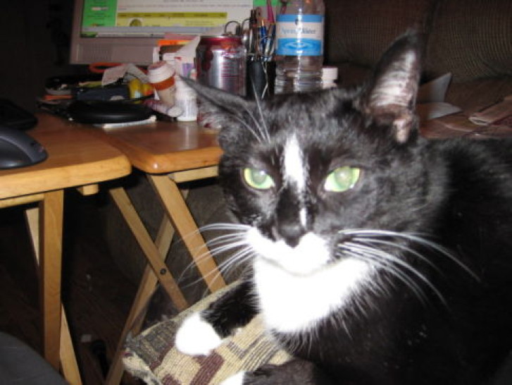 Picture of a cat / kitten / feline