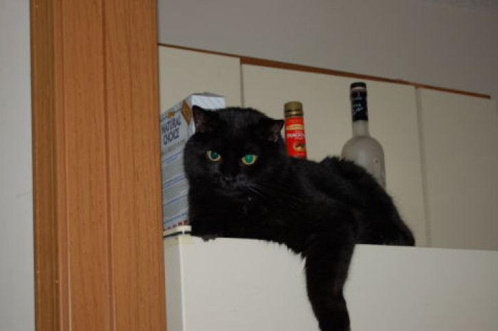 Picture of a cat / kitten / feline