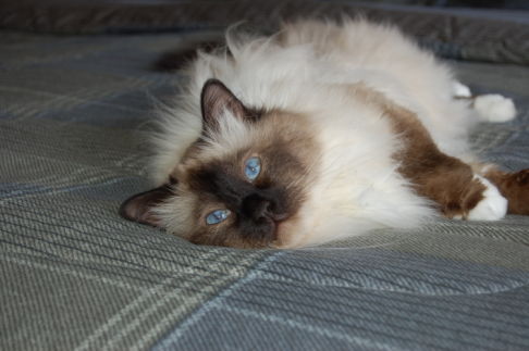 Picture of a cat / kitten / feline