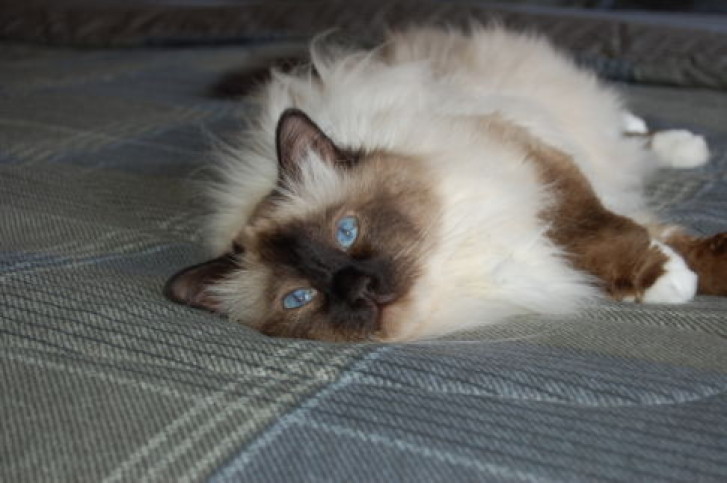 Picture of a cat / kitten / feline