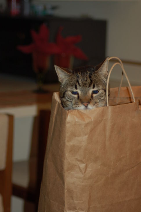 Picture of a cat / kitten / feline