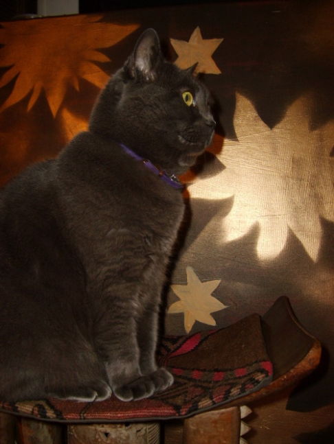 Picture of a cat / kitten / feline