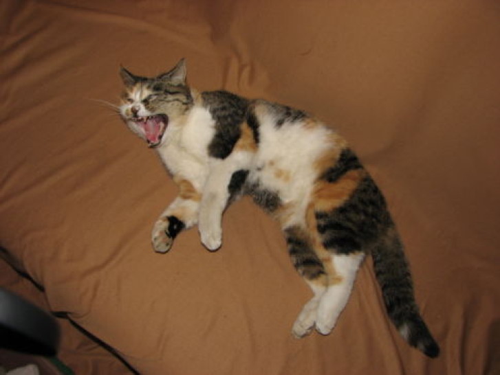 Picture of a cat / kitten / feline