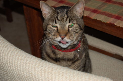 Picture of a cat / kitten / feline