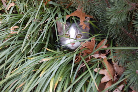 Picture of a cat / kitten / feline