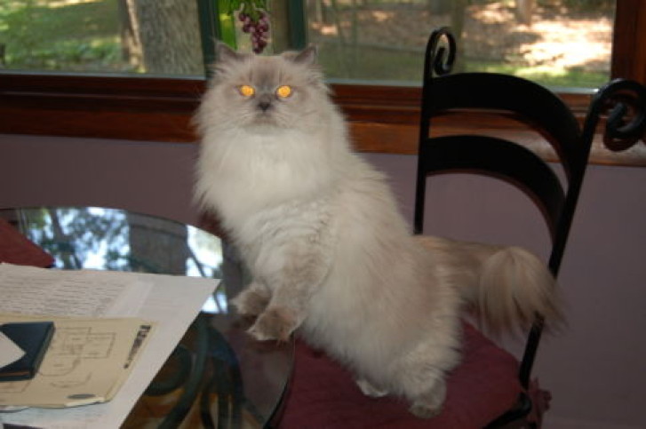 Picture of a cat / kitten / feline