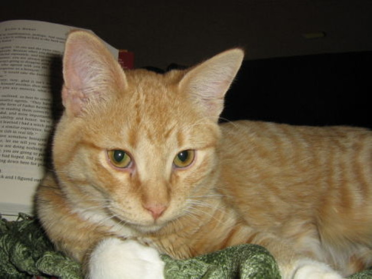 Picture of a cat / kitten / feline