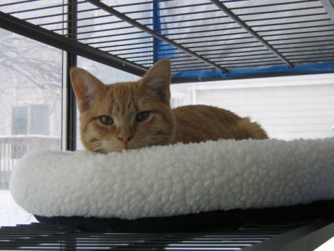 Picture of a cat / kitten / feline