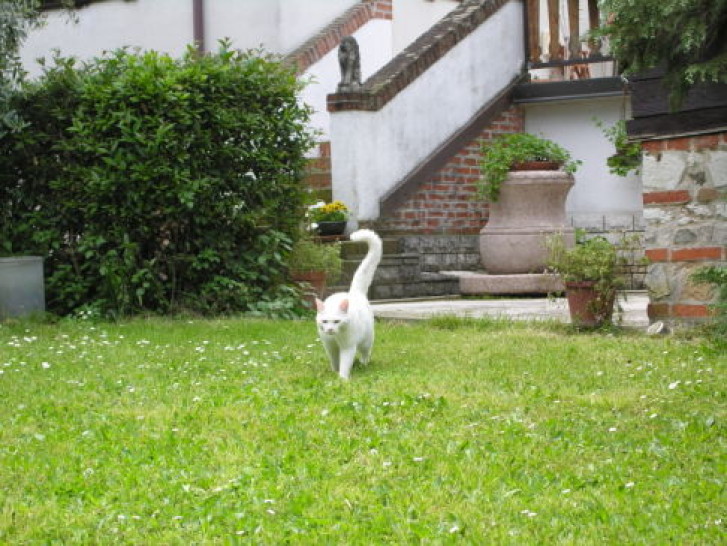 Picture of a cat / kitten / feline