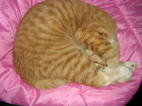 Picture of a cat / kitten / feline