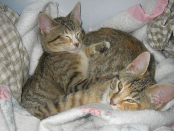 Picture of a cat / kitten / feline