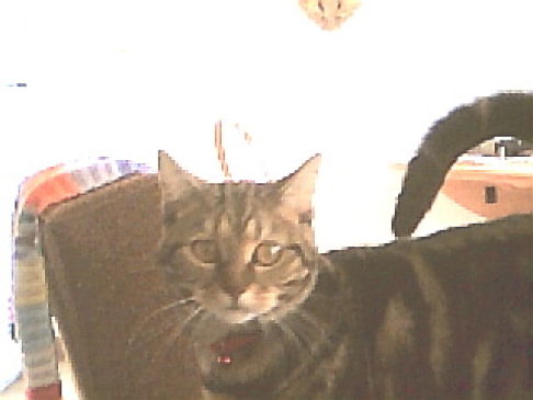 Picture of a cat / kitten / feline