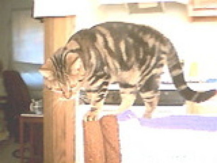 Picture of a cat / kitten / feline