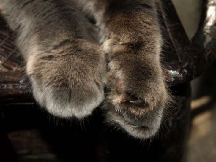 Picture of a cat / kitten / feline