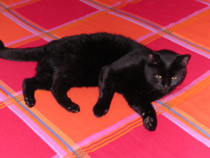 Picture of a cat / kitten / feline