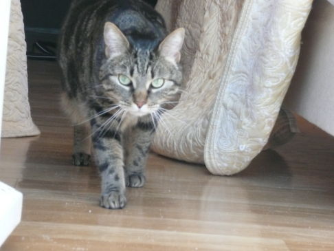 Picture of a cat / kitten / feline