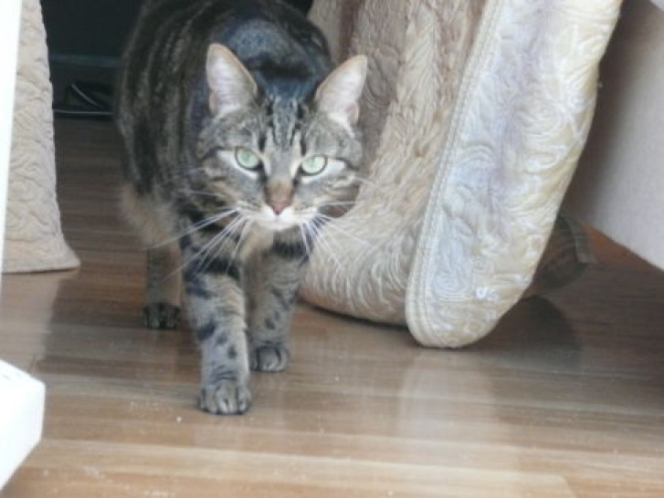 Picture of a cat / kitten / feline