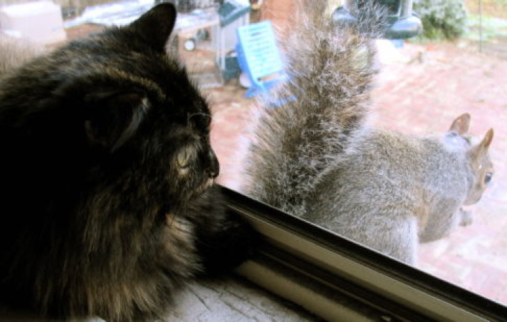 Picture of a cat / kitten / feline