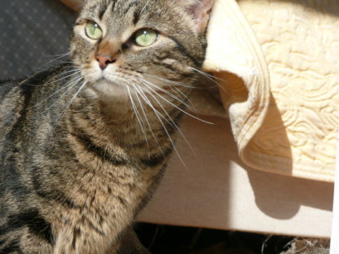 Picture of a cat / kitten / feline