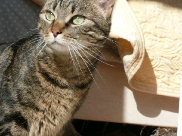 Picture of a cat / kitten / feline