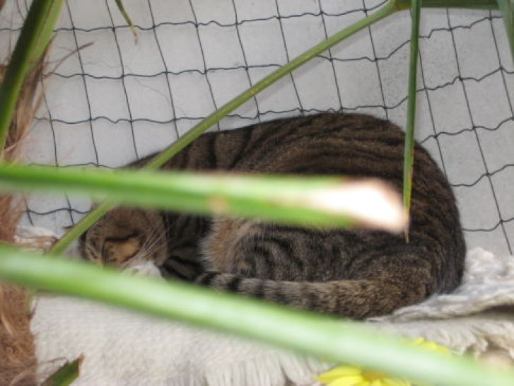 Picture of a cat / kitten / feline