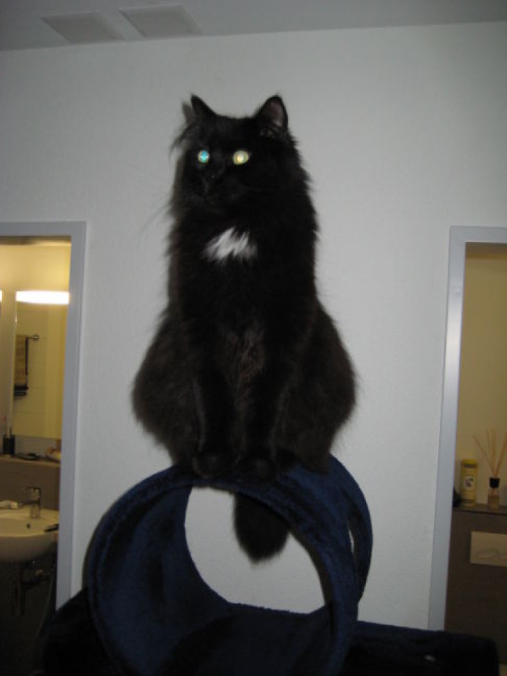 Picture of a cat / kitten / feline